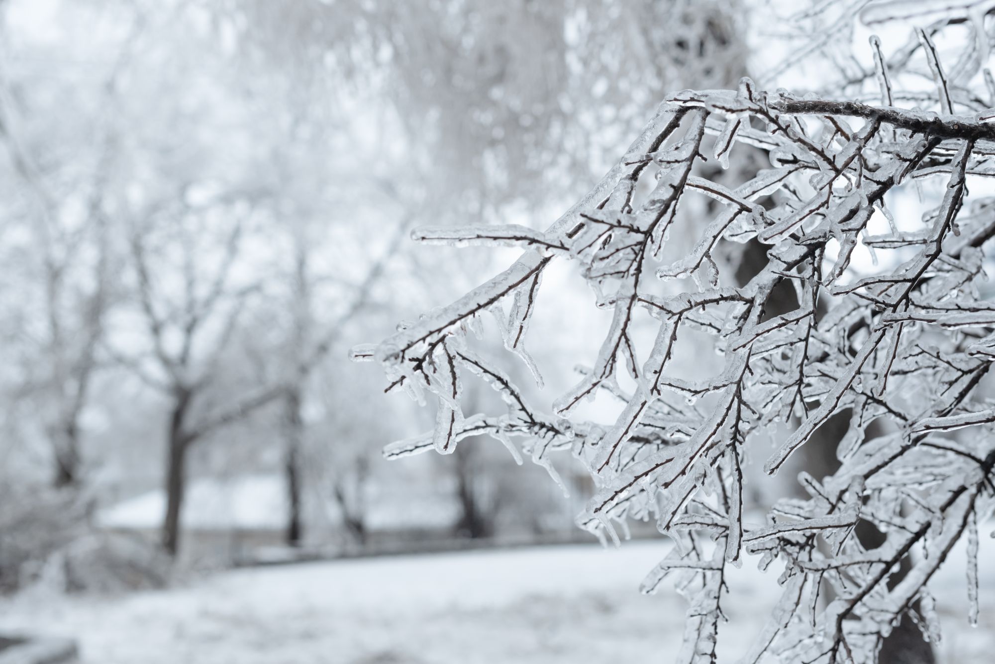 Ice on Tree